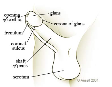 Male STD Diagram