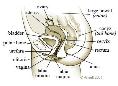 Female STD diagram