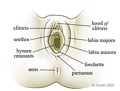 female STD Diagram