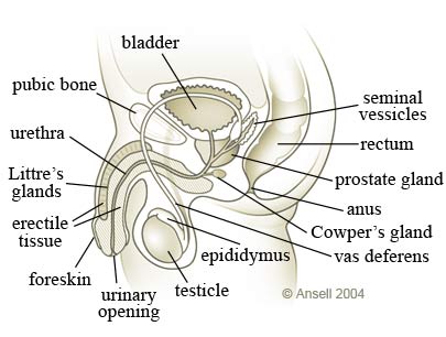 Male STD Diagram